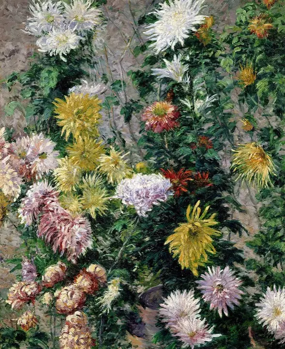 白色與黃色的菊花